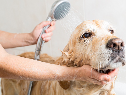 Simple Ways to Soothe Your Dog’s Itchy Skin (Naturally)