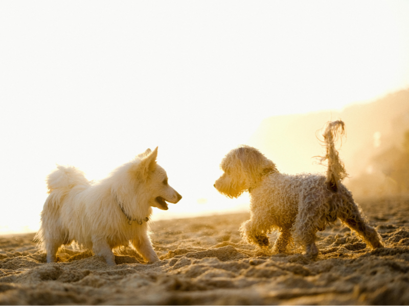 5 Signs Your Dog’s Skin Needs Soothing — And What to Do About It