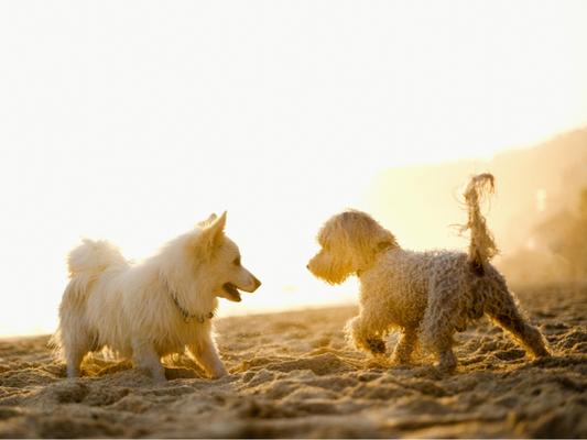 5 Signs Your Dog’s Skin Needs Soothing — And What to Do About It