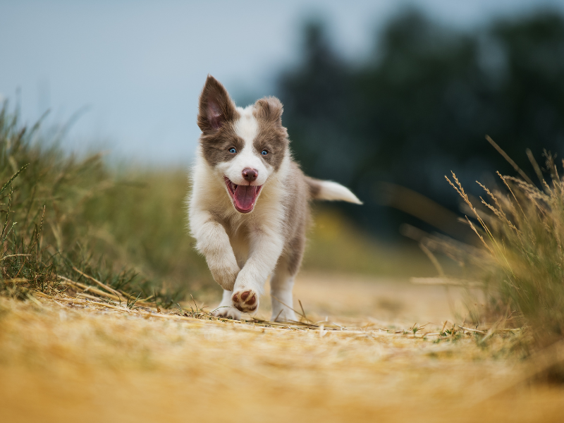 How to Keep Your Dog’s Paws Healthy Year-Round